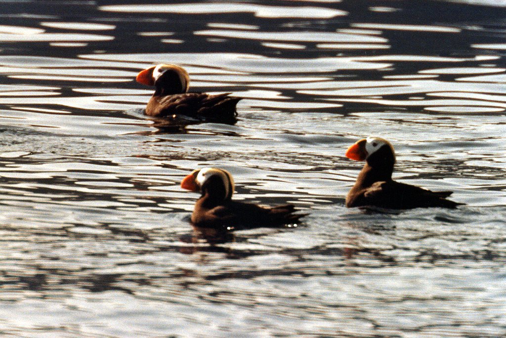 Puffin, Tufted 6 B02P57I01.jpg - Tufted Puffin